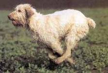 Griffon d´Arret à poil dûr